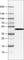 Apolipoprotein A4 antibody, AMAb90769, Atlas Antibodies, Western Blot image 