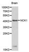 NCK Adaptor Protein 1 antibody, abx000952, Abbexa, Western Blot image 