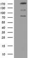 CCR4-NOT Transcription Complex Subunit 4 antibody, LS-C337674, Lifespan Biosciences, Western Blot image 