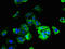 ATP Synthase Membrane Subunit 6.8PL antibody, orb239095, Biorbyt, Immunofluorescence image 