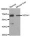 Sestrin 1 antibody, abx002451, Abbexa, Western Blot image 