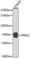 Protein Kinase CGMP-Dependent 1 antibody, A2565, ABclonal Technology, Western Blot image 