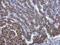 24-Dehydrocholesterol Reductase antibody, NBP1-32247, Novus Biologicals, Immunohistochemistry paraffin image 