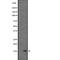 Interleukin 13 antibody, abx146583, Abbexa, Western Blot image 
