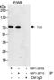 Tether containing UBX domain for GLUT4 antibody, NBP1-28709, Novus Biologicals, Immunoprecipitation image 