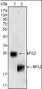 Myosin Light Chain 2 antibody, orb96327, Biorbyt, Western Blot image 