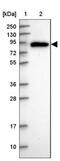 Pyridoxal Dependent Decarboxylase Domain Containing 1 antibody, NBP2-47336, Novus Biologicals, Western Blot image 