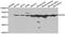 Protein Tyrosine Kinase 6 antibody, orb248028, Biorbyt, Western Blot image 