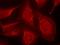 BCL2 Like 11 antibody, orb14968, Biorbyt, Immunofluorescence image 