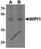 WD Repeat Domain, Phosphoinositide Interacting 1 antibody, 7041, ProSci, Western Blot image 