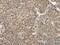 TNF Superfamily Member 8 antibody, PA5-68434, Invitrogen Antibodies, Immunohistochemistry frozen image 