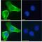 Solute Carrier Organic Anion Transporter Family Member 1B3 antibody, LS-C112893, Lifespan Biosciences, Immunofluorescence image 