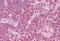 Interferon Regulatory Factor 4 antibody, MBS243705, MyBioSource, Immunohistochemistry frozen image 
