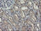 C-Type Lectin Domain Family 4 Member E antibody, LS-C787422, Lifespan Biosciences, Immunohistochemistry frozen image 