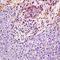 High Mobility Group Nucleosome Binding Domain 5 antibody, orb11169, Biorbyt, Immunohistochemistry paraffin image 