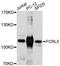 FCRH5 antibody, LS-C748826, Lifespan Biosciences, Western Blot image 