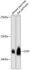 Colipase antibody, GTX65575, GeneTex, Western Blot image 