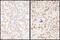 Serine And Arginine Rich Splicing Factor 7 antibody, A303-773A, Bethyl Labs, Immunohistochemistry paraffin image 