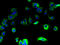 Signal peptidase complex subunit 1 antibody, A61118-100, Epigentek, Immunofluorescence image 