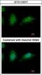 Zinc Finger HIT-Type Containing 2 antibody, GTX112317, GeneTex, Immunofluorescence image 