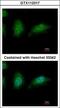 Zinc finger HIT domain-containing protein 2 antibody, GTX112317, GeneTex, Immunofluorescence image 