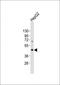 Williams-Beuren syndrome chromosomal region 14 protein homolog antibody, orb67303, Biorbyt, Western Blot image 