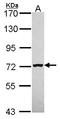 ER mannosidase 1 antibody, LS-C185745, Lifespan Biosciences, Western Blot image 