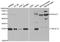 TNF Superfamily Member 12 antibody, STJ27626, St John