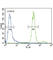 Hepatocyte Growth Factor antibody, abx029391, Abbexa, Western Blot image 