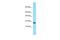 Transmembrane Protein 50B antibody, A14199, Boster Biological Technology, Western Blot image 