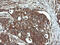 Dynamin 1 Like antibody, LS-C788047, Lifespan Biosciences, Immunohistochemistry frozen image 