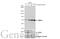 Aryl Hydrocarbon Receptor Nuclear Translocator Like antibody, GTX105060, GeneTex, Western Blot image 