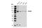 Proprotein Convertase Subtilisin/Kexin Type 7 antibody, 19346S, Cell Signaling Technology, Western Blot image 