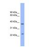 Syntaxin 4 antibody, NBP1-69149, Novus Biologicals, Western Blot image 