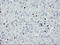Protein ZNF365 antibody, LS-C175131, Lifespan Biosciences, Immunohistochemistry paraffin image 