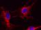 Cytochrome C, Somatic antibody, ab110325, Abcam, Immunofluorescence image 