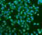 Phosphodiesterase 6A antibody, A07800-1, Boster Biological Technology, Immunofluorescence image 