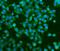 Rod cGMP-specific 3 ,5 -cyclic phosphodiesterase subunit alpha antibody, A07800-1, Boster Biological Technology, Immunofluorescence image 