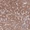 ST3 Beta-Galactoside Alpha-2,3-Sialyltransferase 3 antibody, HPA051102, Atlas Antibodies, Immunohistochemistry frozen image 