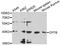 Caspase-activated deoxyribonuclease antibody, STJ112149, St John