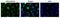 Activating Transcription Factor 6 antibody, GTX00687, GeneTex, Immunocytochemistry image 