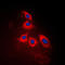 Arrestin Domain Containing 3 antibody, LS-B14492, Lifespan Biosciences, Immunofluorescence image 