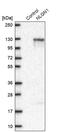 Neuroligin 1 antibody, PA5-52323, Invitrogen Antibodies, Western Blot image 