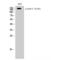 Erb-B2 Receptor Tyrosine Kinase 3 antibody, LS-C381091, Lifespan Biosciences, Western Blot image 