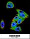 Dishevelled Segment Polarity Protein 3 antibody, 56-188, ProSci, Immunofluorescence image 