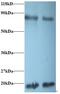 Peptidylprolyl Isomerase A antibody, MBS715113, MyBioSource, Western Blot image 