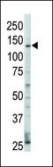 Erb-B2 Receptor Tyrosine Kinase 4 antibody, PA5-14637, Invitrogen Antibodies, Western Blot image 