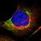 Mitochondrial fission 1 protein antibody, HPA017430, Atlas Antibodies, Immunofluorescence image 
