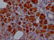 Lactotransferrin antibody, CSB-RA950380A0HU, Cusabio, Immunohistochemistry paraffin image 