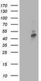 Transmembrane Serine Protease 5 antibody, CF503429, Origene, Western Blot image 